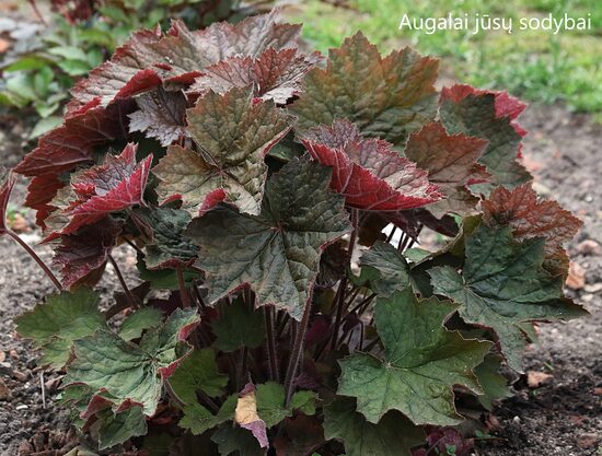 Alūnė (Heuchera villosa) 'Brownies'